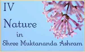 Nature in Shree Muktananda Ashram III