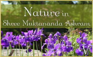 Nature in Shree Muktananda Ashram V