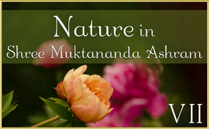 Nature in Shree Muktananda Ashram VII