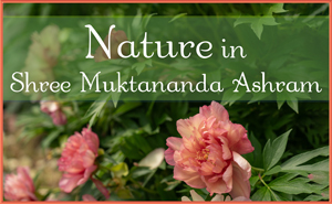 Nature in Shree Muktananda Ashram