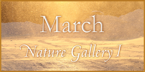March 2015 Nature Gallery 1