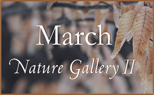 March Nature Gallery II