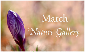 March Nature Gallery