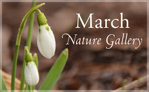 March Nature Gallery I