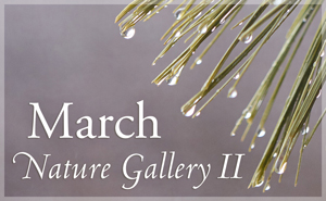 March Nature Gallery II