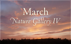 March Nature Gallery IV