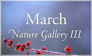 March Nature Gallery III