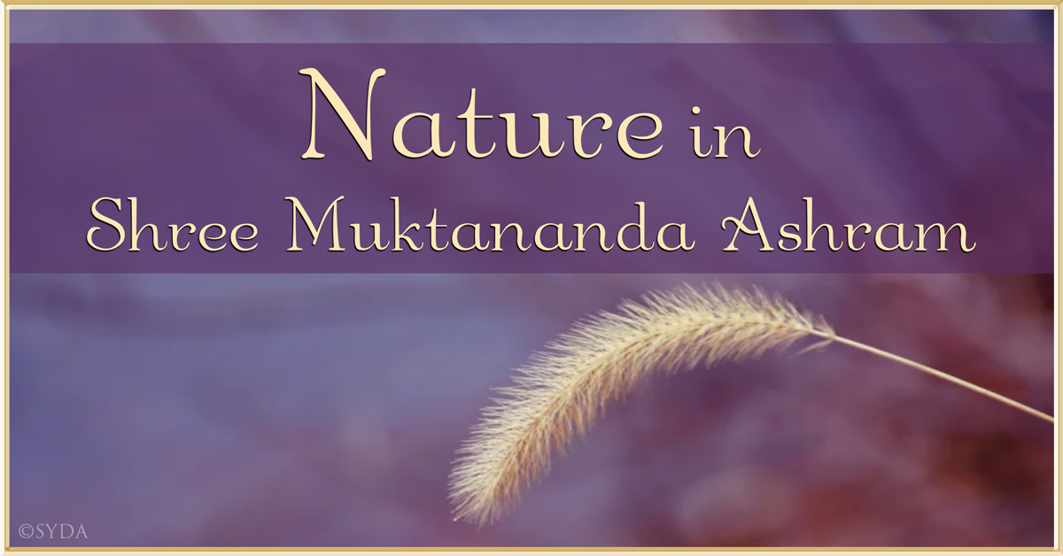 March 2021: Nature in Shree Muktananda Ashram II