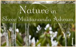Nature in Shree Muktananda Ashram I