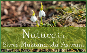 Nature in Shree Muktananda Ashram III