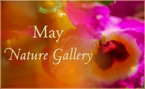 May Nature Gallery
