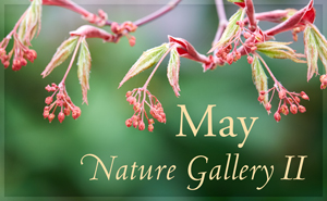 May Nature Gallery II