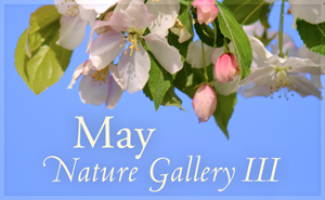 May Nature Gallery III