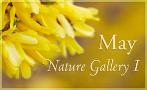 May Nature Gallery I