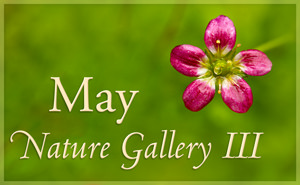 May Nature Gallery III