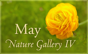 May Nature Gallery IV