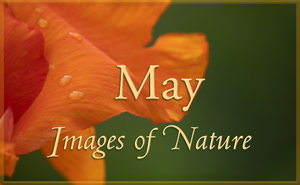 May Nature Gallery