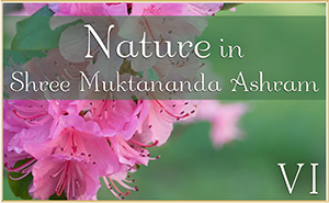Nature in Shree Muktananda Ashram