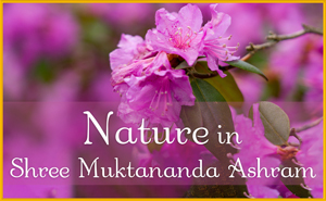 Nature in Shree Muktananda Ashram