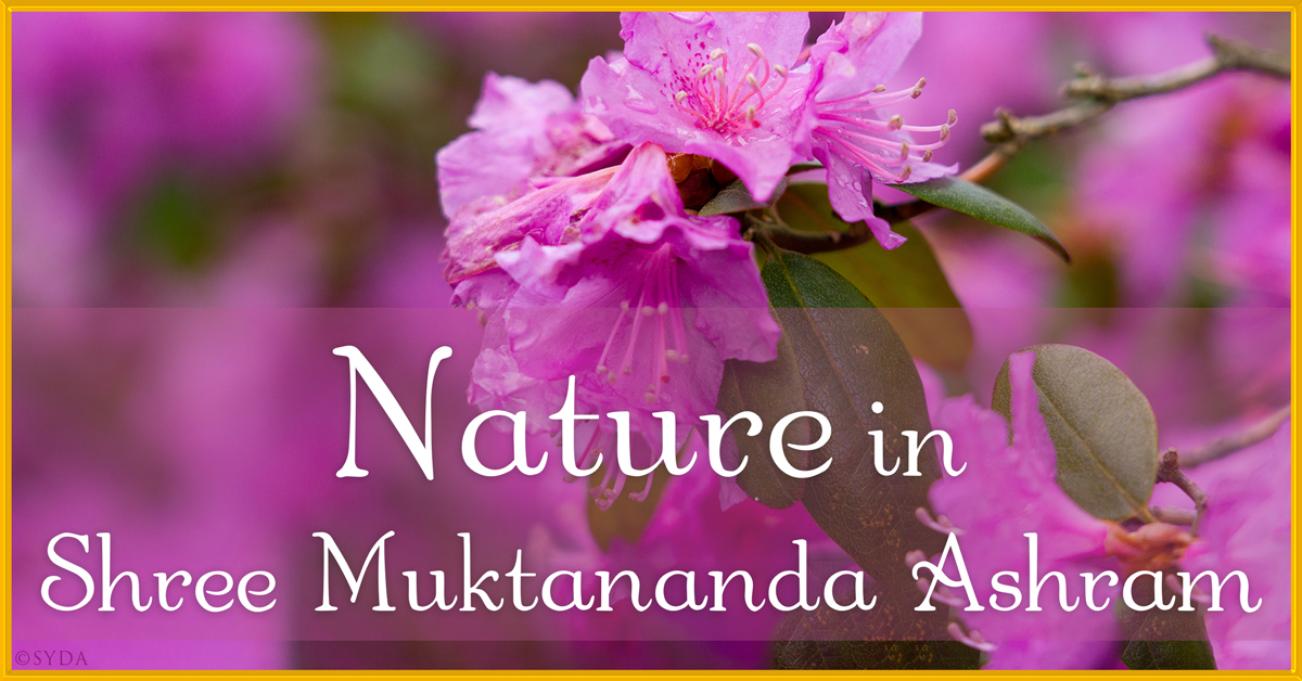 May 2024: Nature in Shree Muktananda Ashram