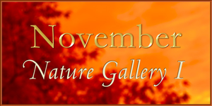 November Nature Gallery Part I
