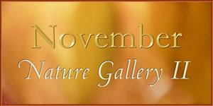 November Nature Gallery Part 2