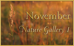 November Nature Gallery 1
