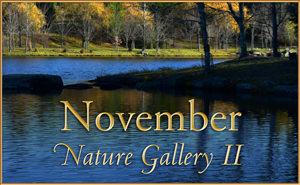 November Nature Gallery 2