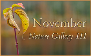 November Nature Gallery 3