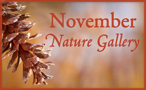 November Nature Gallery I