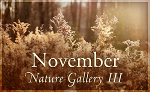 november Nature Gallery III