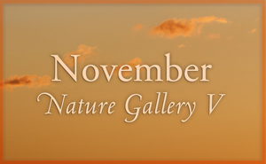 november Nature Gallery V