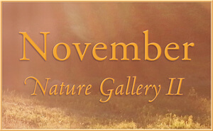 November Nature Gallery II