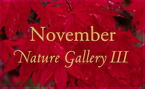 November Nature Gallery III