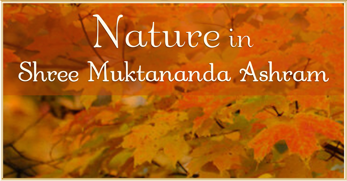 November 2020: Nature in Shree Muktananda Ashram I