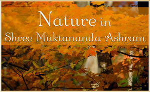 November Nature Gallery