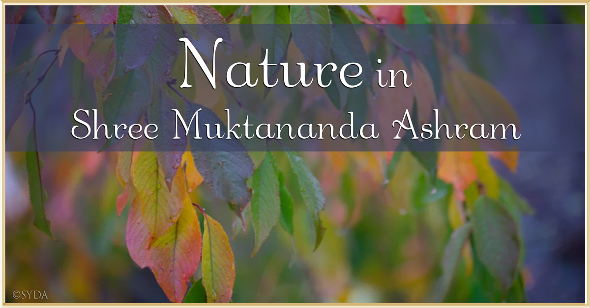 November 2021: Nature in Shree Muktananda Ashram II