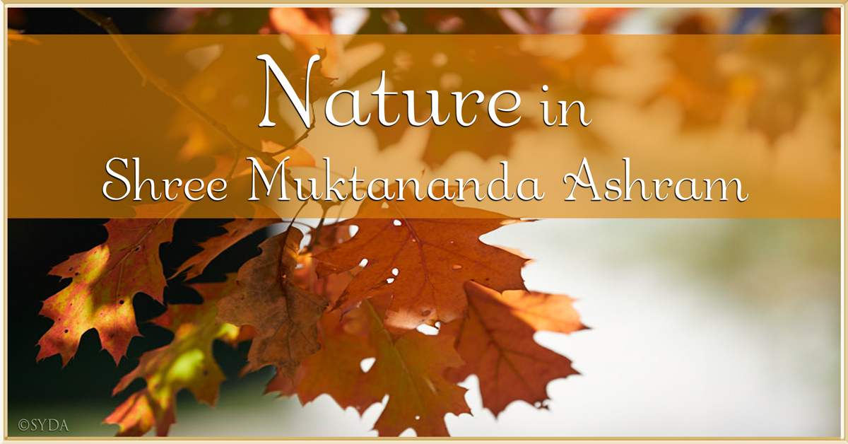 November 2021: Nature in Shree Muktananda Ashram III