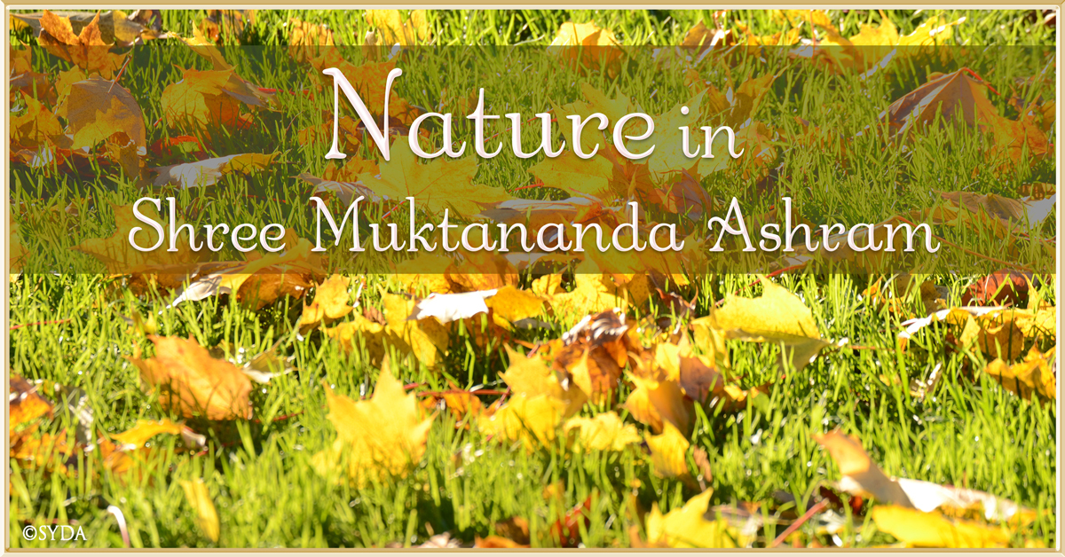 November 2021: Nature in Shree Muktananda Ashram