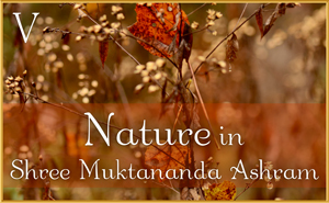 Nature in Shree Muktananda Ashram VI