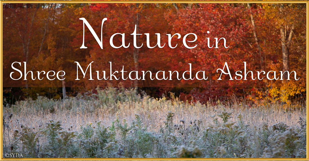 November 2022: Nature in Shree Muktananda Ashram