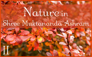Nature in Shree Muktananda Ashram II