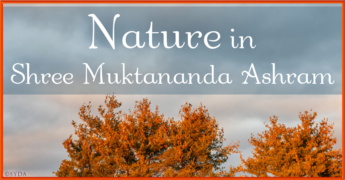 November 2023: Nature in Shree Muktananda Ashram I