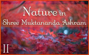 Nature in Shree Muktananda Ashram II