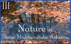 Nature in Shree Muktananda Ashram III