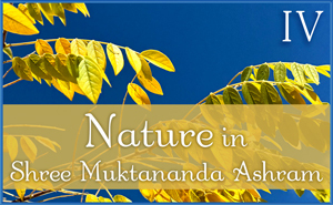 Nature in Shree Muktananda Ashram IV