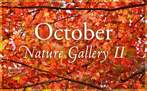 October Nature Gallery II
