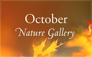 October Nature Gallery