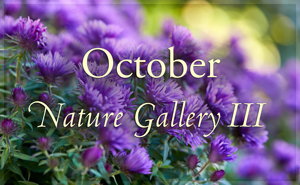 October Nature Gallery III