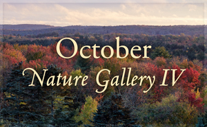 October Nature Gallery IV